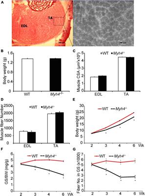 Driving an Oxidative Phenotype Protects Myh4 Null Mice From Myofiber Loss During Postnatal Growth